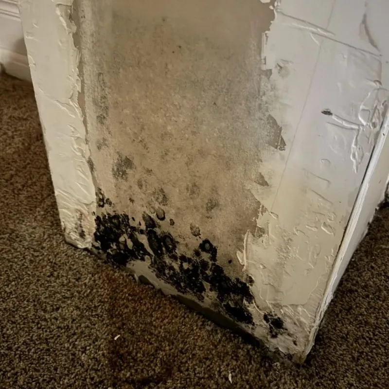 Professional Mold Removal in Upper Alton, IL